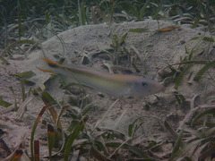 Malacanthus plumieri