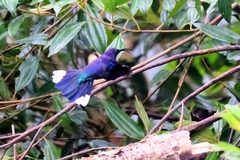 Campylopterus hemileucurus