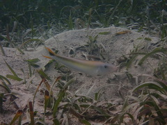 Malacanthus plumieri