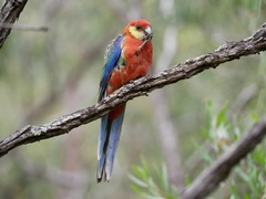 Platycercus icterotis
