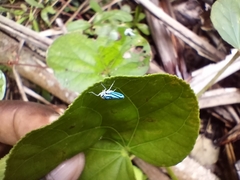 Poecilocarda cosmopolita