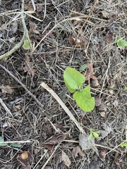 Aristolochia californica