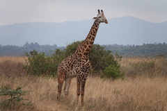 Giraffa camelopardalis tippelskirchi