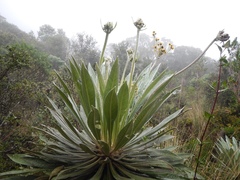 Espeletia corymbosa