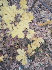 Acer grandidentatum