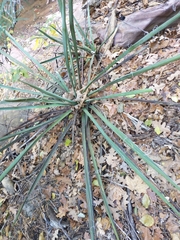 Yucca baccata