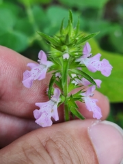 Stachys drummondii