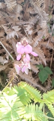 Desmodium intortum
