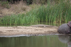 Crocodylus niloticus