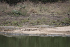 Crocodylus niloticus