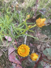 Xerochrysum bracteatum