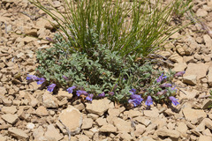 Penstemon caespitosus perbrevis