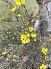 Hibbertia obtusifolia