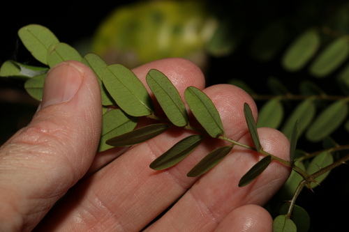Image of Mezoneuron scortechinii by (c) Greg Tasney, some rights reserved (CC BY-SA)