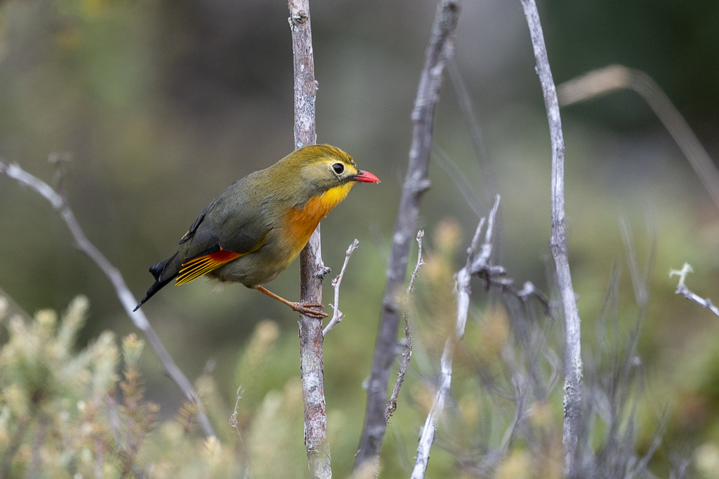 Red-Billed Leiothrix