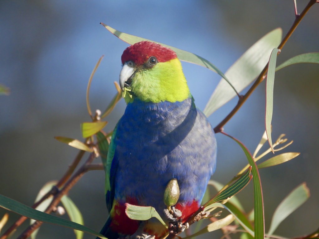 Red-capped Parrots