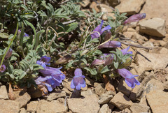 Penstemon caespitosus perbrevis