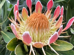 Protea roupelliae roupelliae
