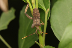 Elasmopoda