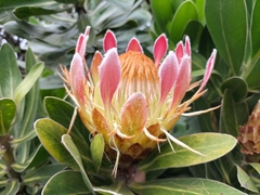 Protea roupelliae roupelliae