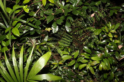 Image of Mezoneuron scortechinii by (c) Greg Tasney, some rights reserved (CC BY-SA)