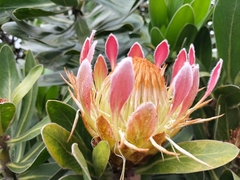 Protea roupelliae roupelliae