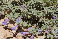 Penstemon caespitosus perbrevis