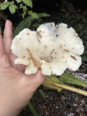 Pleurocybella porrigens