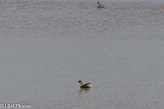 Poliocephalus poliocephalus