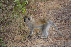Chlorocebus pygerythrus hilgerti