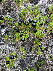 Coprosma ernodeoides