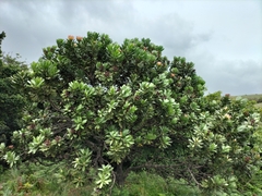 Protea roupelliae roupelliae