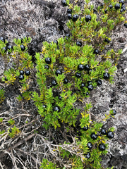 Coprosma ernodeoides