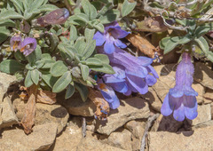Penstemon caespitosus perbrevis