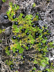 Coprosma ernodeoides