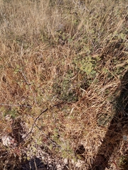 Mimosa aculeaticarpa