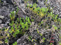 Coprosma ernodeoides
