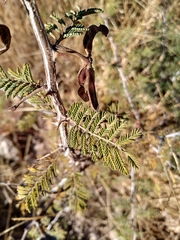 Mimosa aculeaticarpa