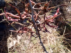 Mimosa aculeaticarpa