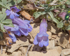 Penstemon caespitosus perbrevis