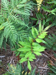 Polyscias sambucifolia