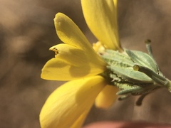 Calycadenia truncata