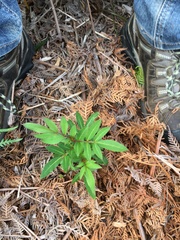 Polyscias sambucifolia