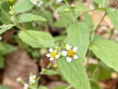 Galinsoga quadriradiata