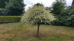 Salix integra