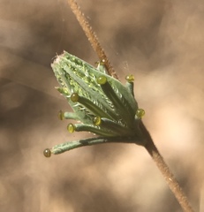 Calycadenia truncata