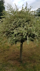 Salix integra