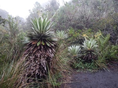 Espeletia corymbosa