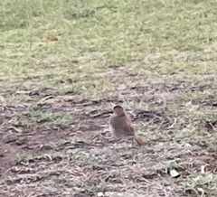 Furnarius rufus