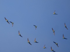 Parvipsitta porphyrocephala